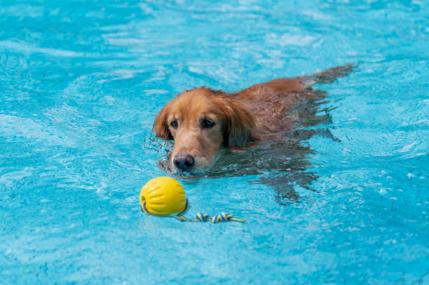 istock Golden Retriever Playing in the Pool 1651813655
