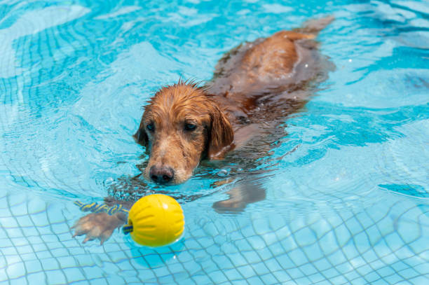 istock Golden Retriever Playing in the Pool 1651813657