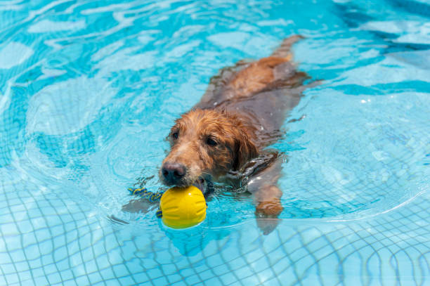 istock Golden Retriever Playing in the Pool 1651813661