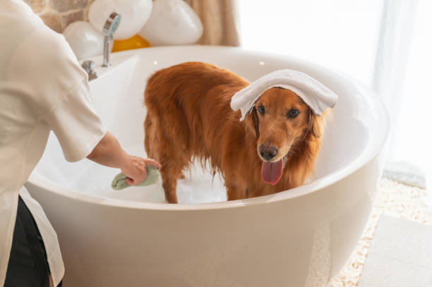 istock Bathing a Golden Retriever in the Bathtub 1651813968