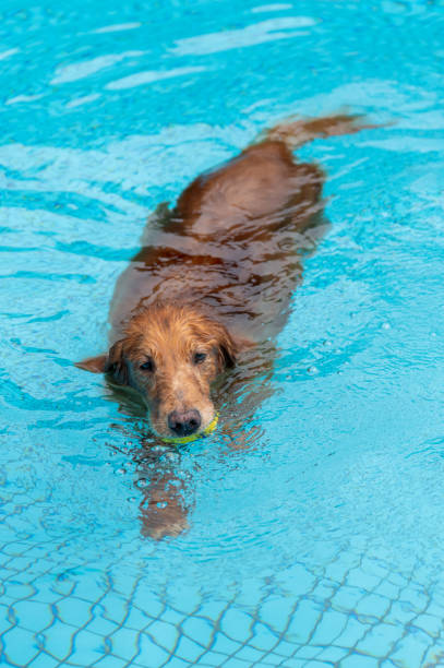 istock Golden Retriever Playing in the Pool 1651814013