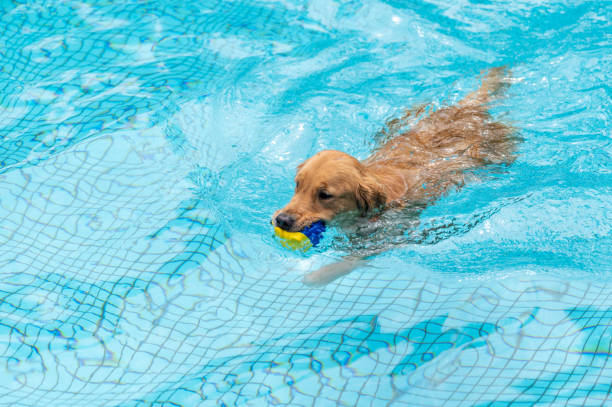 istock Golden Retriever swimming in pool 1651814181