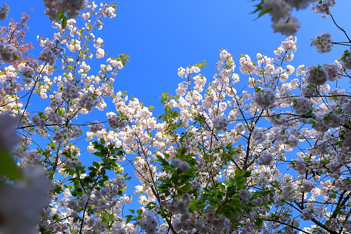 Shinjuku Gyoen National Garden with spring cherry blossom (sakura ) in Shinjuku City, Tokyo, japan