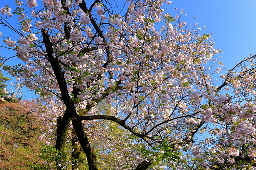 Shinjuku Gyoen National Garden with spring cherry blossom (sakura ) in Shinjuku City, Tokyo, japan