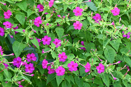Marvel of Peru / Four o'clock flower ( Mirabilis jalapa ) flowers. Deflate. The flowering period is from June to October. It blooms around 4pm and wilts the next morning.