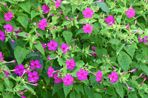 Marvel of Peru / Four o'clock flower ( Mirabilis jalapa ) flowers. Marvel of Peru / Four o'clock flower ( Mirabilis jalapa ) flowers. Deflate. The flowering period is from June to October. It blooms around 4pm and wilts the next morning. mirabilis jalapa stock pictures, royalty-free photos & images