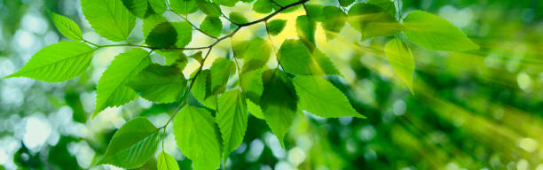 istock sunshine leaves banner 1651847810