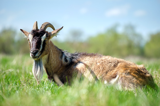 Domestic milk goat with long beard and horns resting on green pasture grass on summer day. Feeding of cattle on farm grassland.