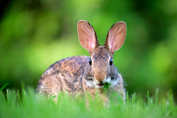 istock Grey small hare eating grass on summer field. Wild rabbit in nature 1651861945