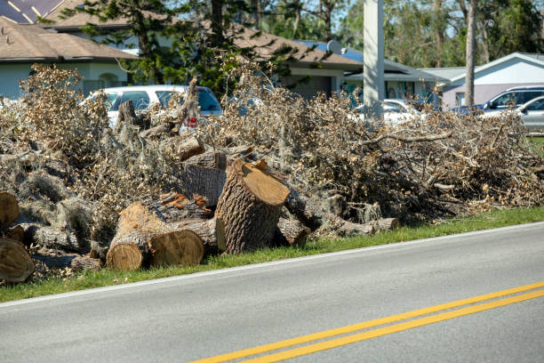 istock Broken tree limbs and branches on roadside from hurricane wind in Florida residential area. Aftermath of natural disaster 1651862074