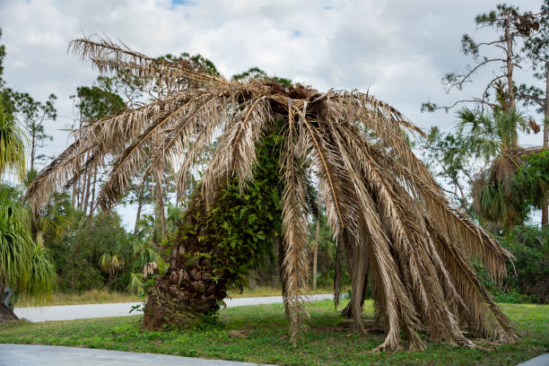 istock Dead palm tree with dry branches on Florida home backyard. Tree removal concept 1651862557