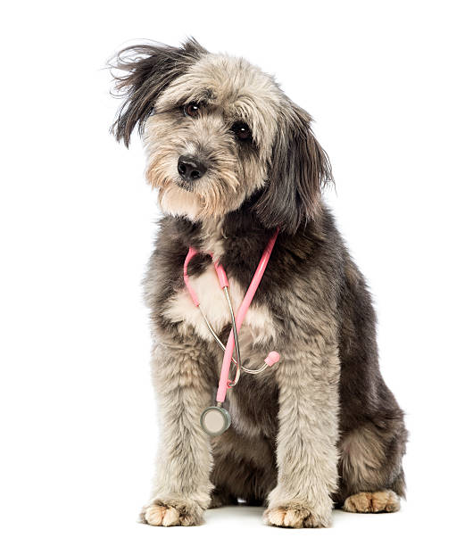 istock Crossbreed, 4 years old, sitting and wearing a pink stethoscope 165186596
