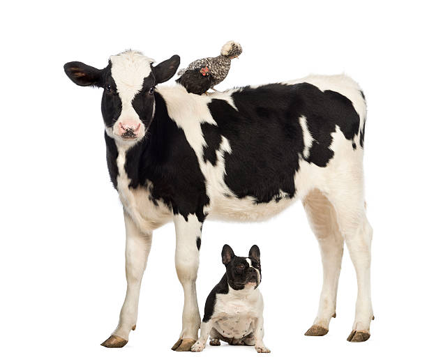 istock Calf, 8 months old, standing with a Polish chicken 165186653