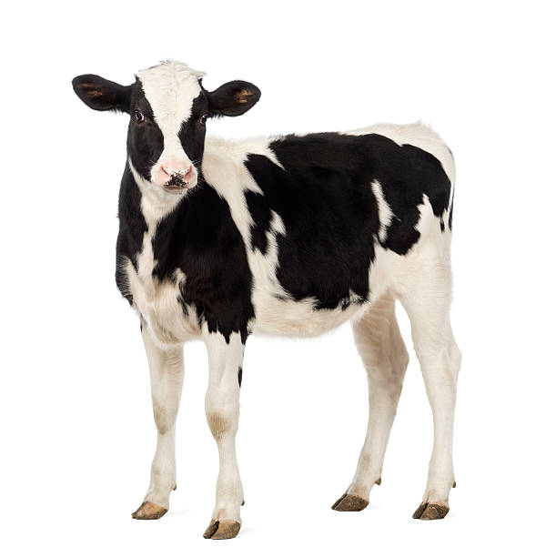 Calf, 8 months old, looking at the camera Calf, 8 months old, looking at the camera in front of white background calf stock pictures, royalty-free photos & images