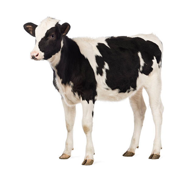 istock Calf, 8 months old, looking away 165186666