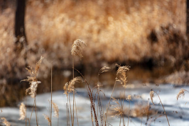 Cold winter outdoor waterside, focus on wild grass