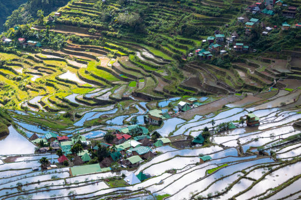 istock Rice and water on terraces, Ifugao rice terraces in Batad, Philippines. 1651885502