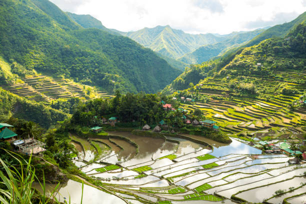 terrazze di riso batad a ifugao, banaue, filippine - ifugao foto e immagini stock