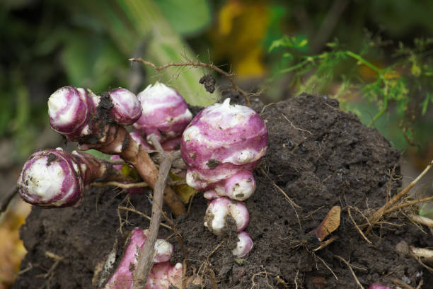 istock Harvesting Jerusalem artichoke from the soil with shovel 1651893561