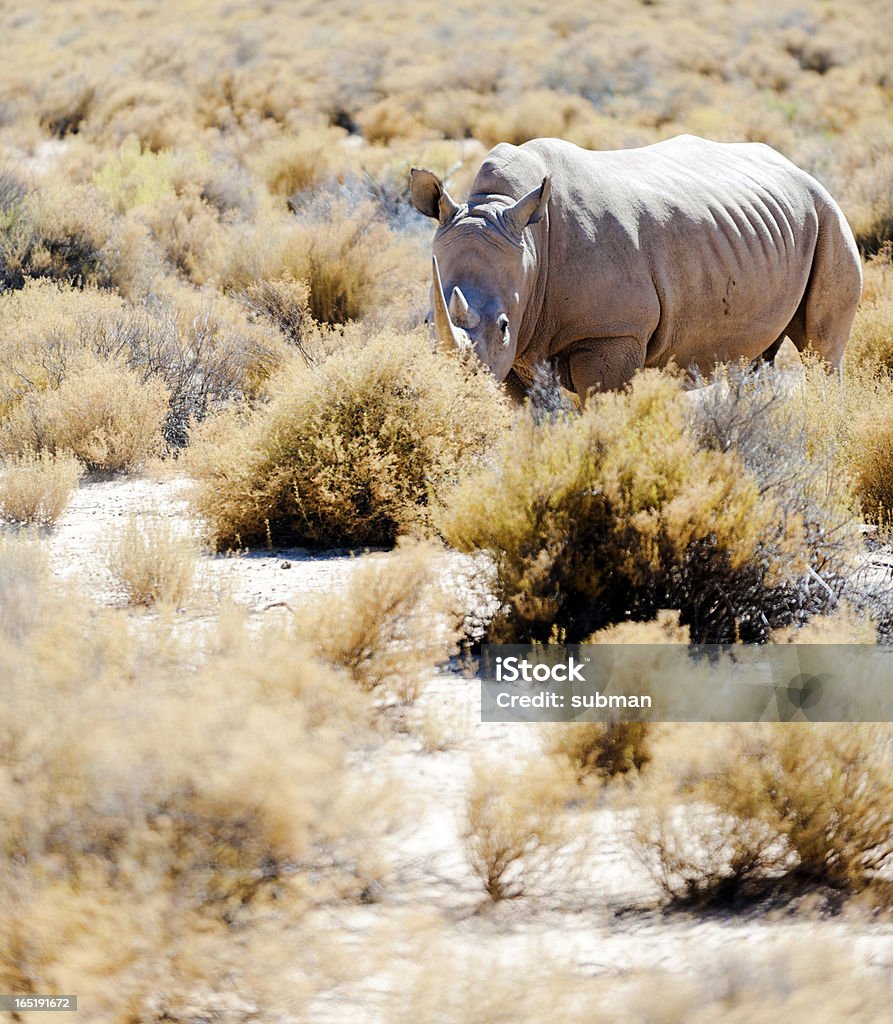 Weißes Nashorn - Lizenzfrei Afrika Stock-Foto