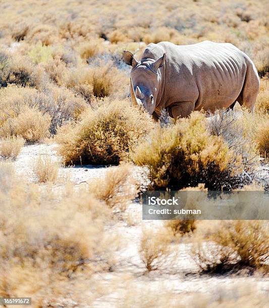 Weißes Nashorn Stockfoto und mehr Bilder von Afrika - Afrika, Bedrohte Tierart, Breitmaulnashorn