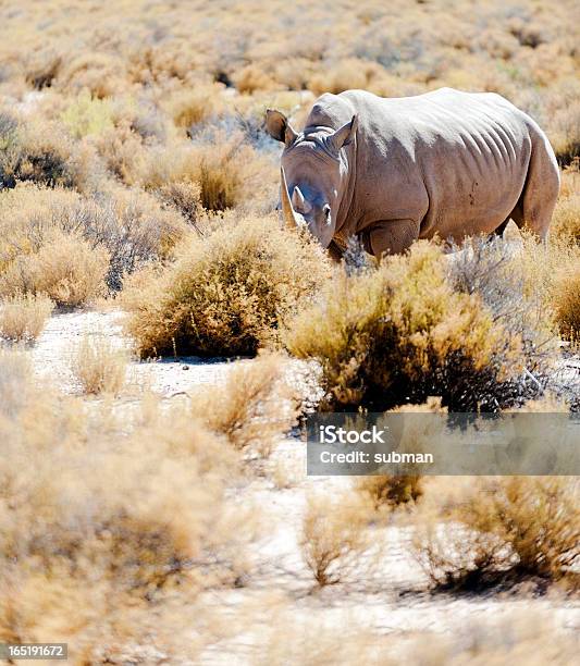 화이트 코뿔소 0명에 대한 스톡 사진 및 기타 이미지 - 0명, 동물, 동물 두 마리