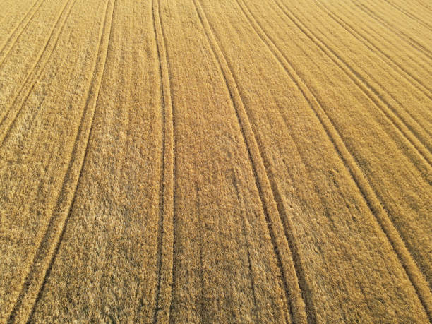 istock Ripe crop field in summer from above 1651931035