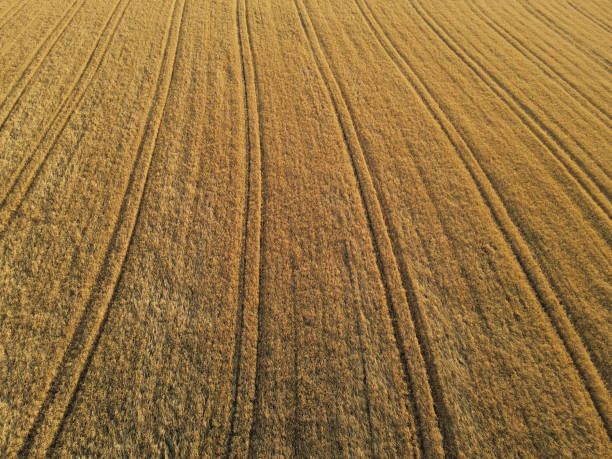 istock Gold colored crop field in the countryside 1651931590
