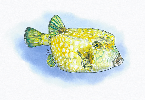 coral fish-Hand Painted watercolor