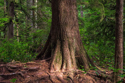 Lush rainforest on Vancouver Island.