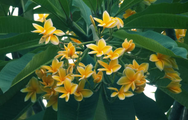 jakarta, indonésie. gros plan de la fleur jaune de frangipanier - dewan photos et images de collection