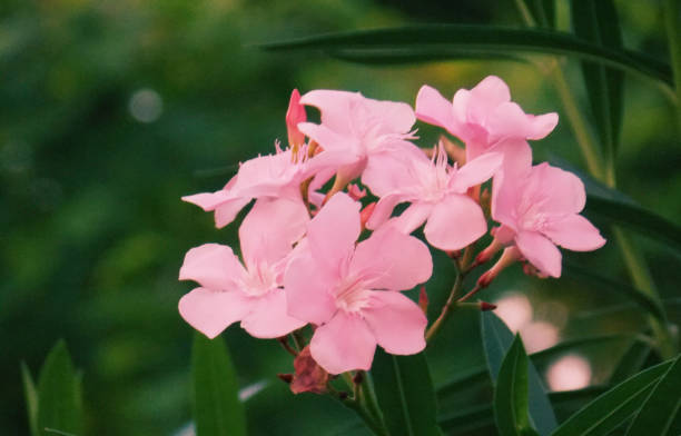 jakarta, indonésie. gros plan de nerium oleander - dewan photos et images de collection