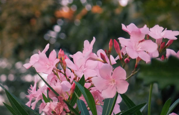 jakarta, indonésie. gros plan de nerium oleander - dewan photos et images de collection