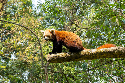 The red panda (Ailurus fulgens) walking on a branch of a tree in dense forest.