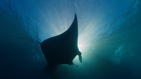 Giant oceanic manta ray or Mobula birostris slowly swims underwater in ocean near the island of Nusa Penida, Bali, Indonesia