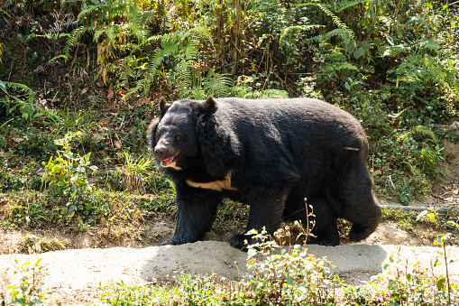 Huge black bear is walking in a grassy meadow in the forest