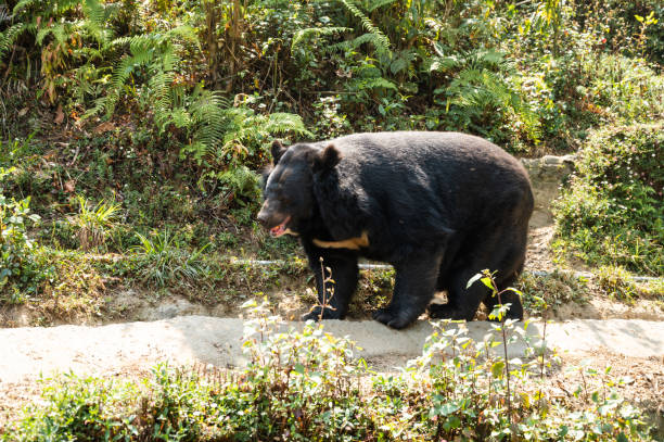 istock Huge black bear is walking in a grassy meadow in the forest 1651988327