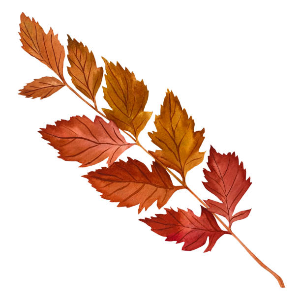 istock Koelreuteria paniculata. Watercolor illustration on an isolated white background. Handmade botanical illustration. Bright foliage for design, textiles, packaging, clothing, fabrics, wallpaper 1652005824