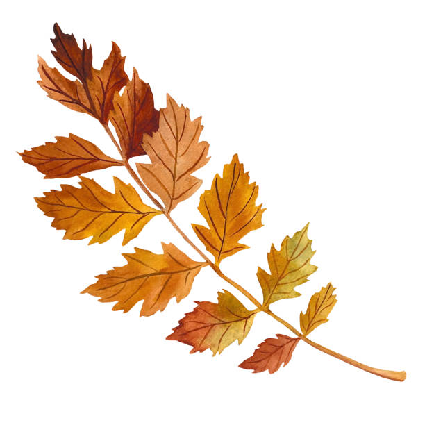 istock Koelreuteria paniculata. Sheet. Autumn watercolor illustration highlighted on a white background. Great for clothes, fabrics, wallpapers, invitations. 1652005826