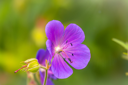 Blue and purple flowers of Geranium wallichianum. Summer or spring flower background.