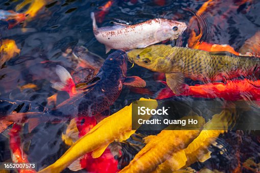 istock A large school of Koi fish cluster together. Aquarium koi Asian Japanese wildlife colorful landscape nature clear water photo 1652007573