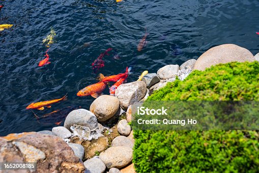 istock A large school of Koi fish cluster together. Aquarium koi Asian Japanese wildlife colorful landscape nature clear water photo 1652008185
