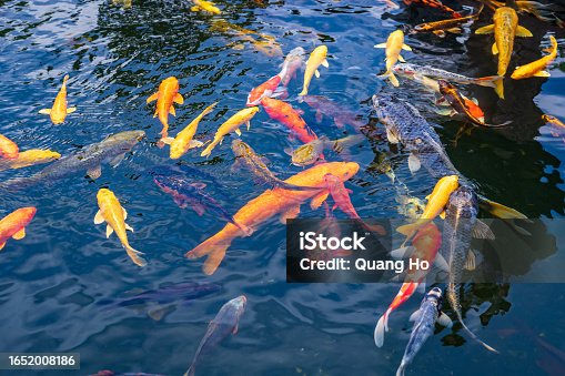 istock A large school of Koi fish cluster together. Aquarium koi Asian Japanese wildlife colorful landscape nature clear water photo 1652008186