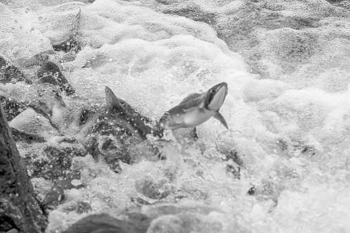 Salmon make their way upstream. They are on a mission.  They are driven to reach the end of their journey. The fish want to get to the place of their birth. This is the end of their journey, the final stage in the life cycle of a salmon.  The fish have reached a roadblock and only the strongest will survive.