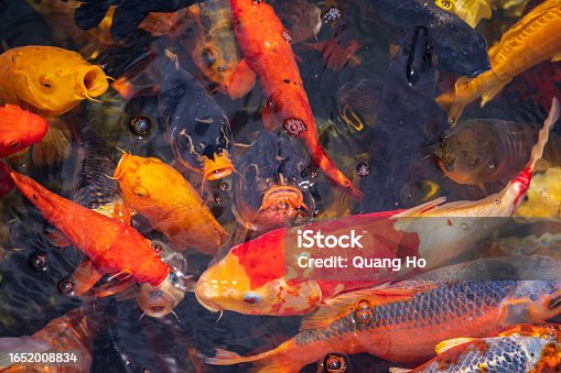 istock A large school of Koi fish cluster together. Aquarium koi Asian Japanese wildlife colorful landscape nature clear water photo 1652008834