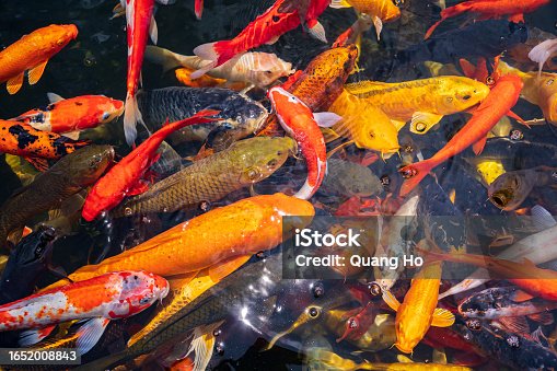 istock A large school of Koi fish cluster together. Aquarium koi Asian Japanese wildlife colorful landscape nature clear water photo 1652008843
