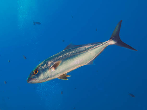 istock Close up of a greater amberjack 1652008914