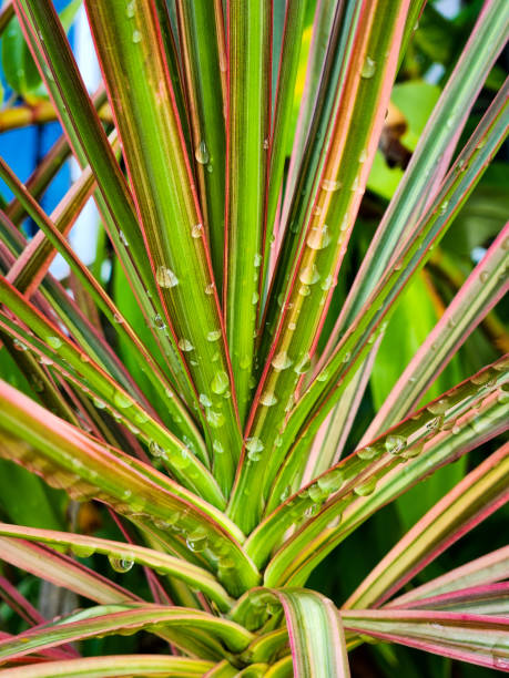 istock dripping with rain on the leaves 1652011869