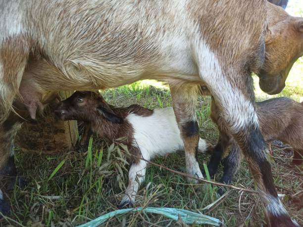istock A newborn goat finds a way to drink milk. 1652013284