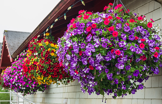 Flowers in hanging basket around the house. Hanging Flower Pots hanging on a wooden wall. Purple and pink petunias in a hanging basket. Pots of bright calibrachoa flowers
